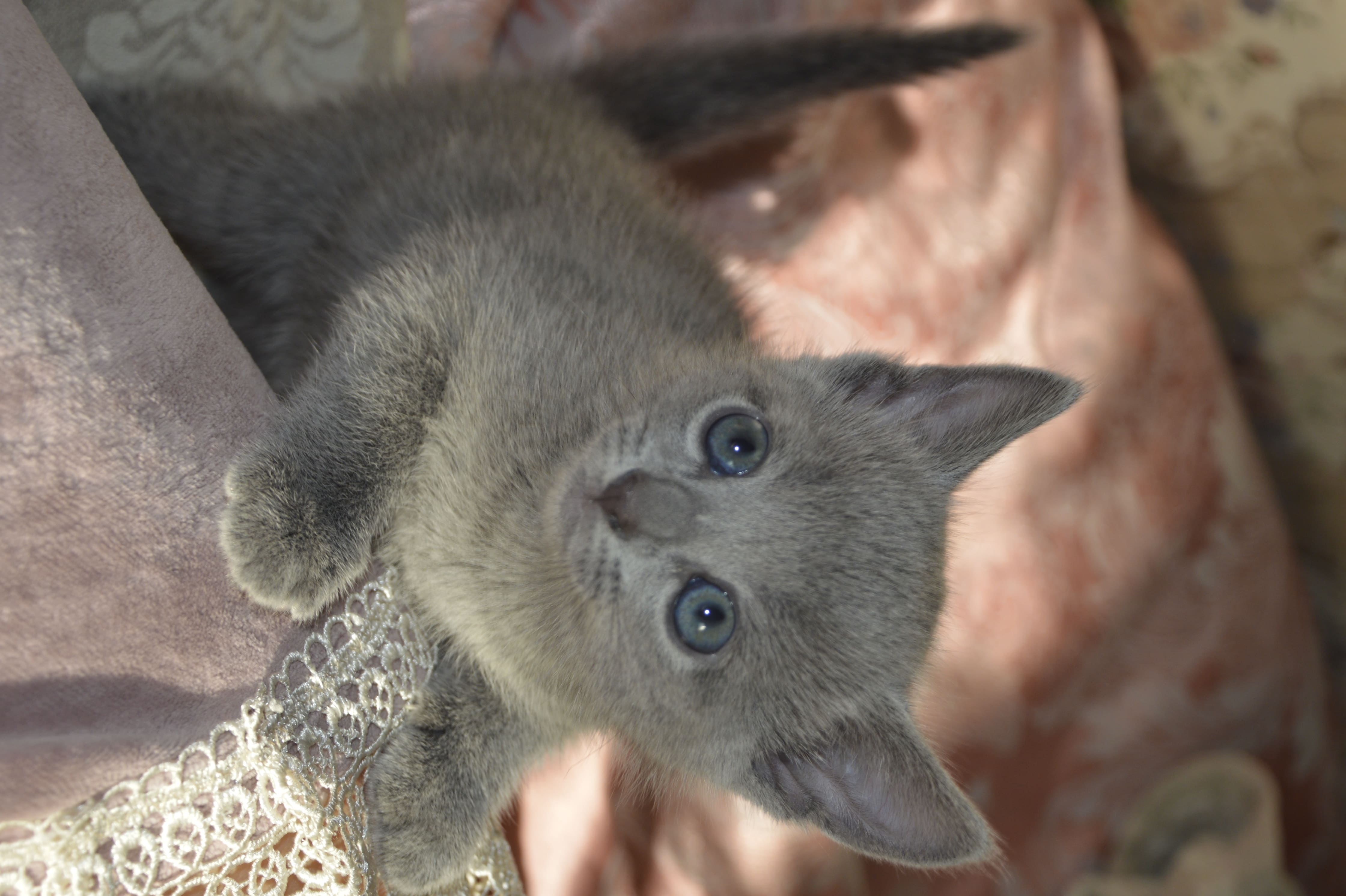 купить русского голубого котенка в питомнике