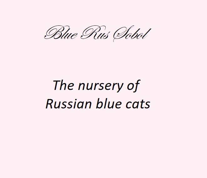 Buy a Russian blue cat in a kennel